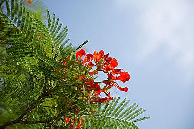 消息称新Switch与《宝可梦：朱＆紫》DLC同步发售